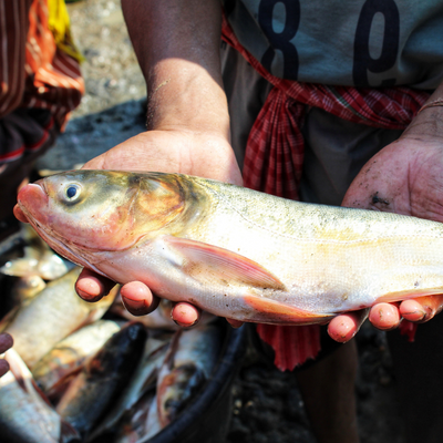 Silver Carp