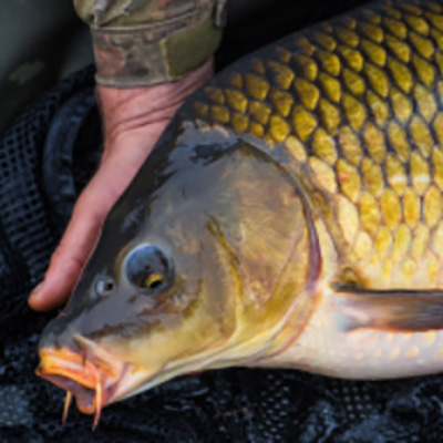 Carp fishing